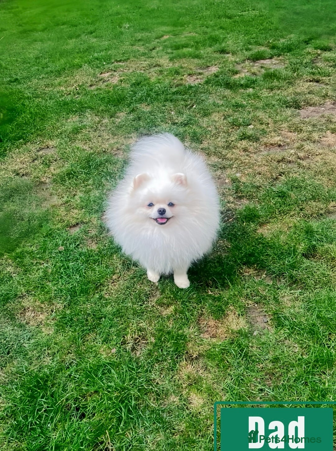 Pomeranian dogs for sale: 🐼Teddy Face🔥Top quality 🏆Very Tiny - Advert 8