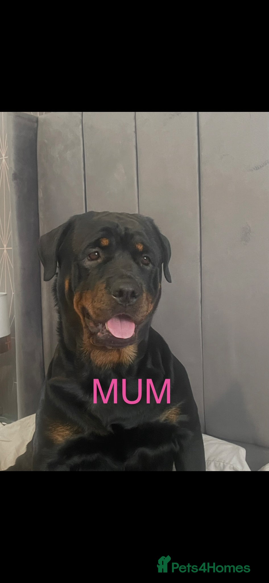 Rottweiler dogs 9 beautiful rottweiller puppies  - Advert 1