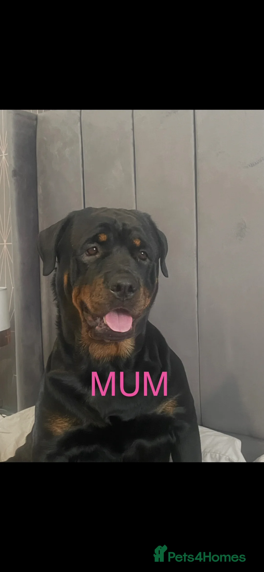 Rottweiler dogs for sale: 9 beautiful rottweiller puppies  in Preston - Advert 1