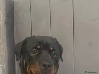 Rottweiler dogs 9 beautiful rottweiller puppies - Advert 14