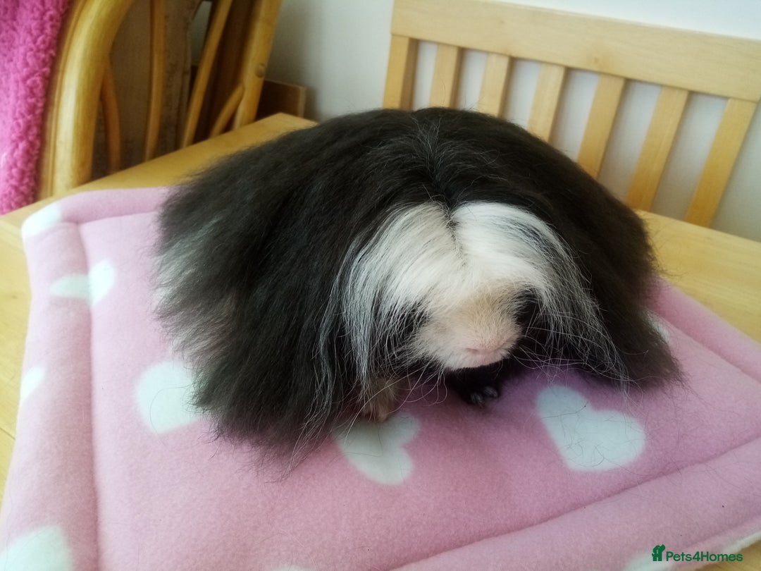 Guinea Pig rodents for sale: Sheltie, coronet, Merino Guinea pigs  - Advert 12