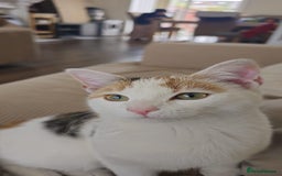 British Shorthair cats for sale: Beautiful stray kitty needs loving home asap!! - Image 2