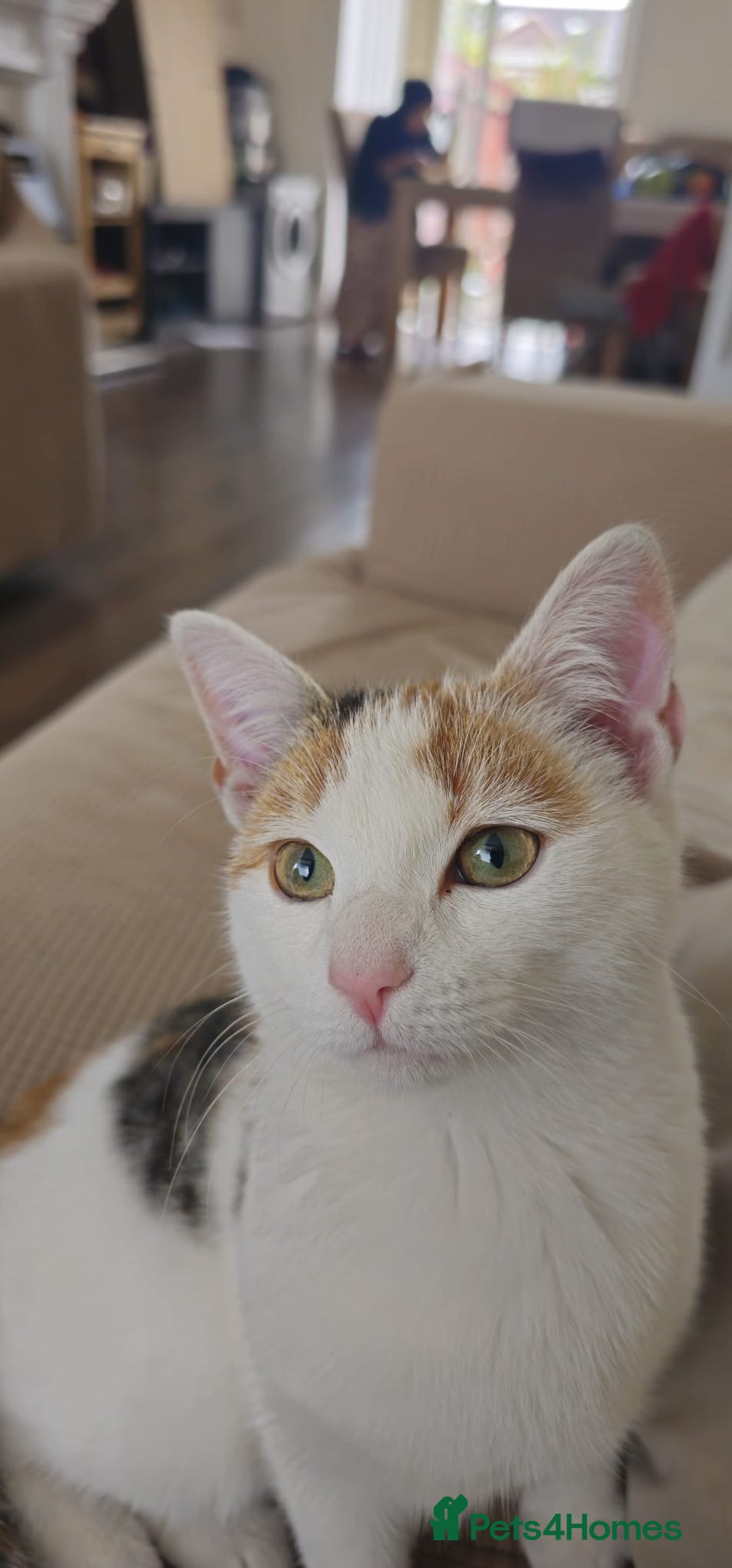 British Shorthair cats for sale: Beautiful stray kitty needs loving home asap!! - Image 2