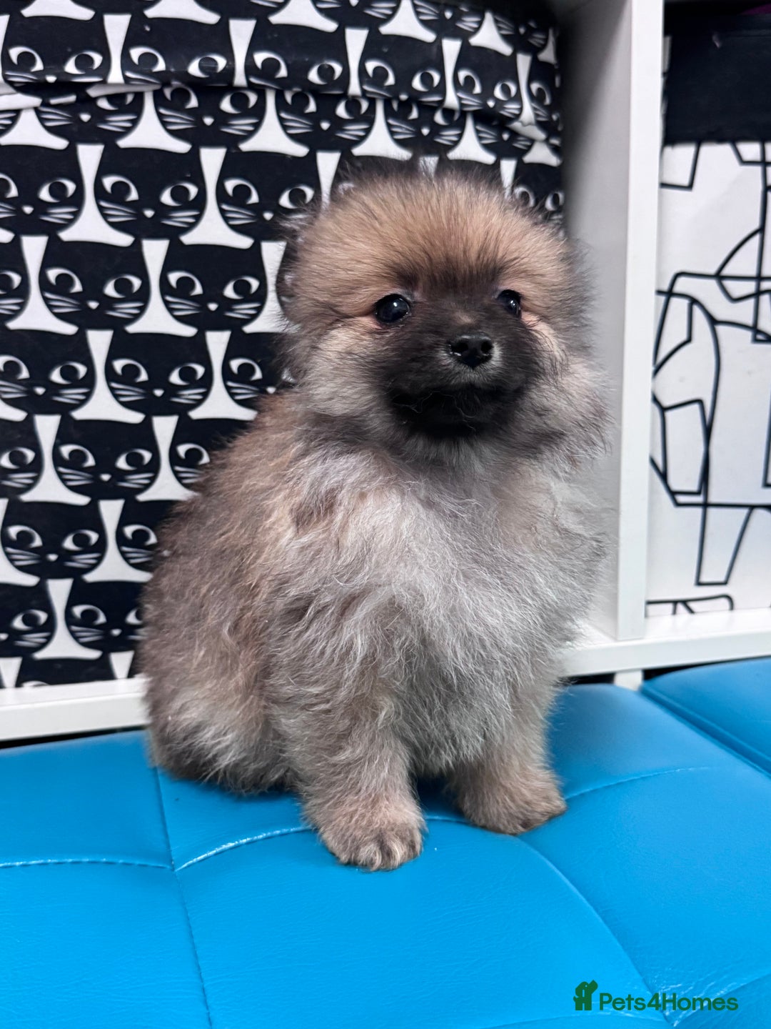 Pomeranian dogs for sale: FLUFFY POMERANIAN FOR SALE 🥰 - Advert 24