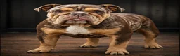 English Bulldog dogs for sale: English bulldog Fully KC registered @TheBullyLab26 - Advert 2