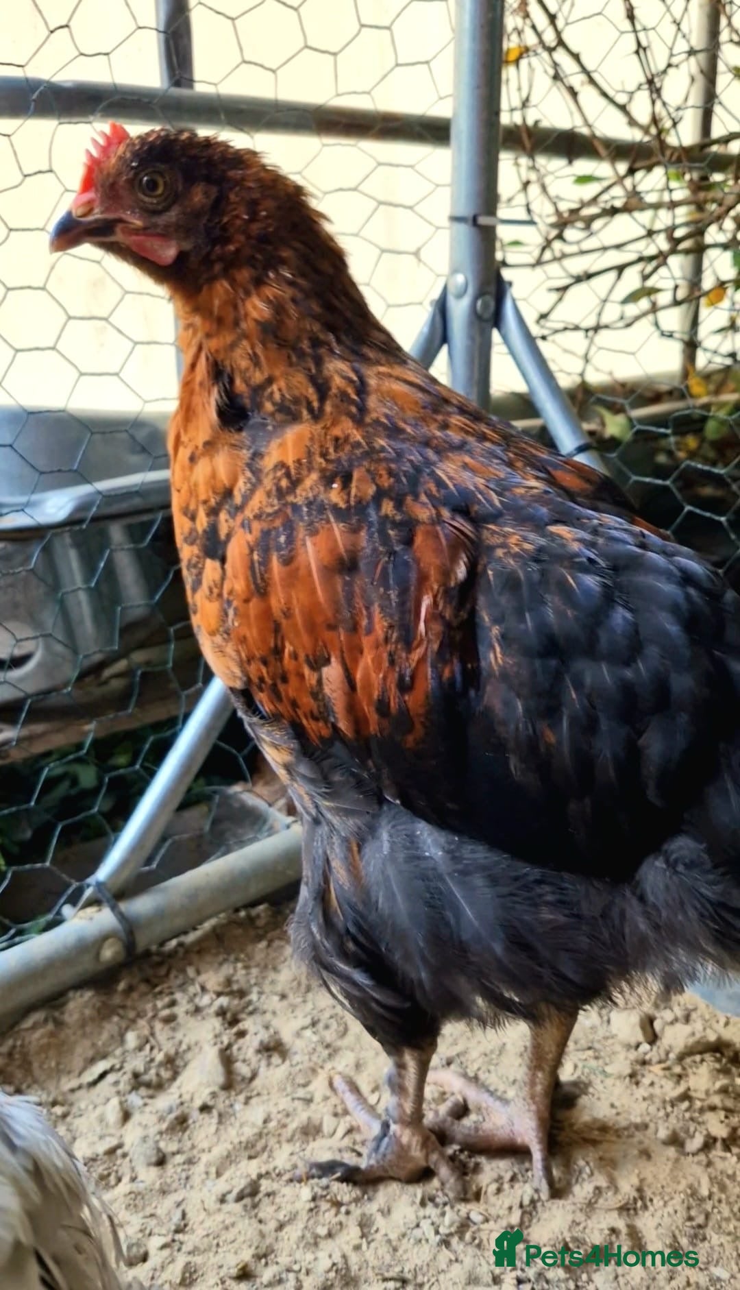 Chickens poultry for sale: Black French Copper Marans - Image 4