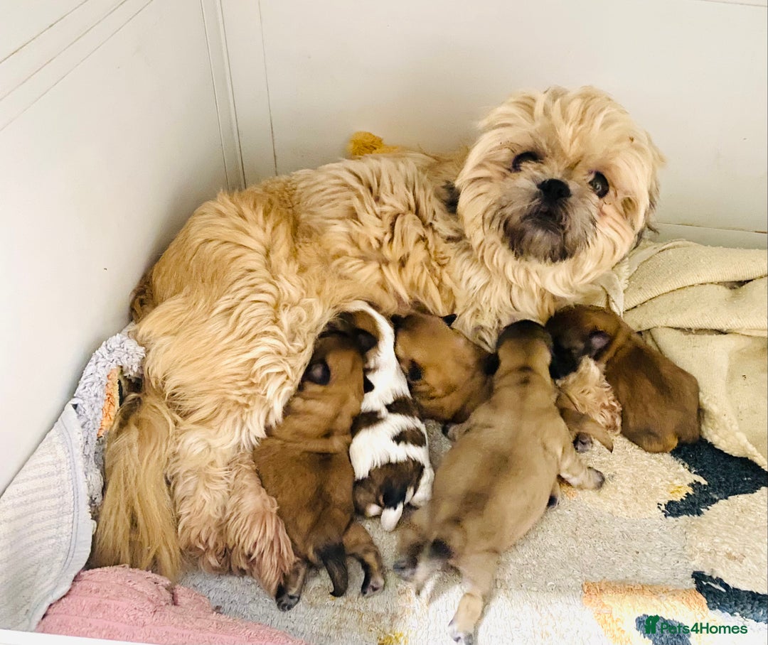 Shih Tzu dogs for sale: STUNNING BLACK MASK PUPS PLUS PARTI COLOUR  - Advert 1