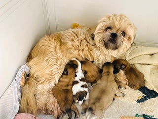 Shih Tzu dogs STUNNING BLACK MASK PUPS PLUS PARTI COLOUR - Advert 4