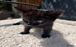 Turkish Angora cats for sale: ⭐️ Beautiful Turkish Angora X Bengal kittens ⭐️ - Image 13