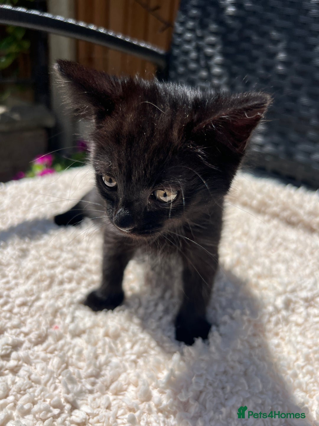 Turkish Angora cats for sale: ⭐️ Beautiful Turkish Angora X Bengal kittens ⭐️ - Image 13