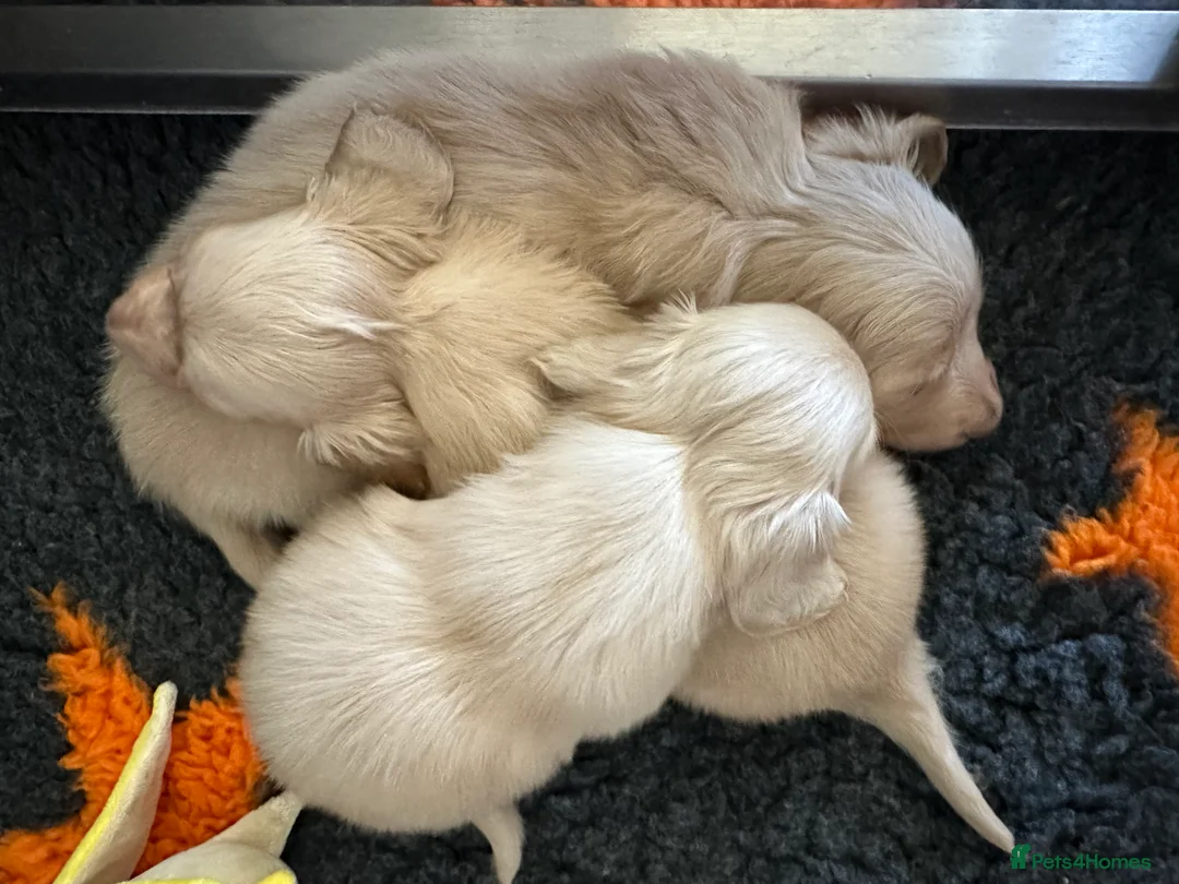 Miniature Dachshund dogs for stud: PALE CREAM long haired mini dachshund  in Saint Helens - Advert 6