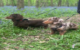 Miniature Dachshund dogs for stud: ✨chocolate and tan mini long haired dachshund ✨kc  - Image 2