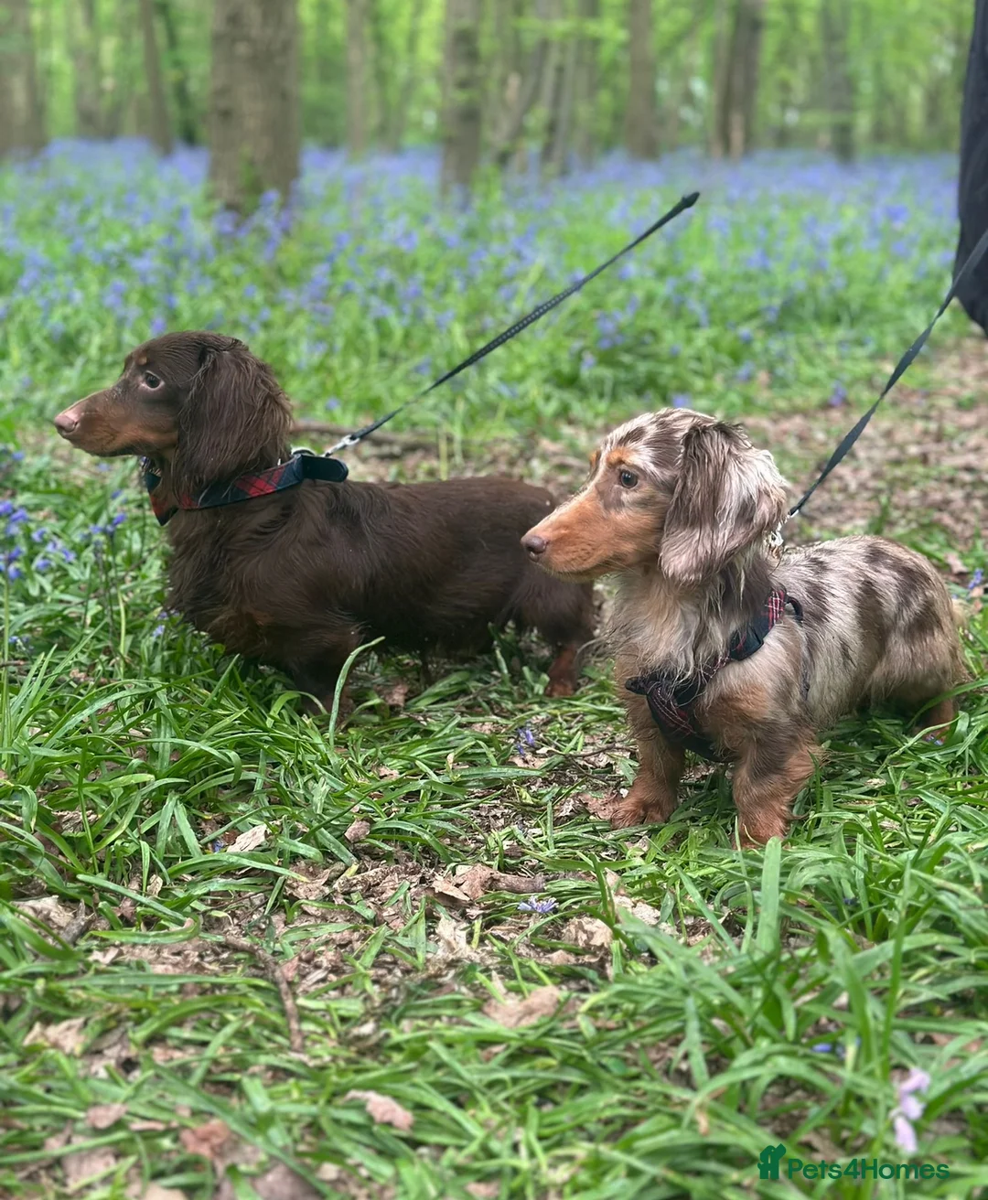 Miniature Dachshund dogs for stud: ✨chocolate and tan mini long haired dachshund ✨kc  - Advert 2