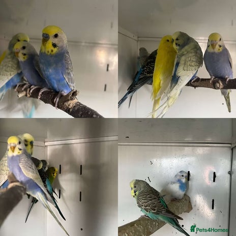 Budgerigars birds for sale in Northallerton - Advert 4