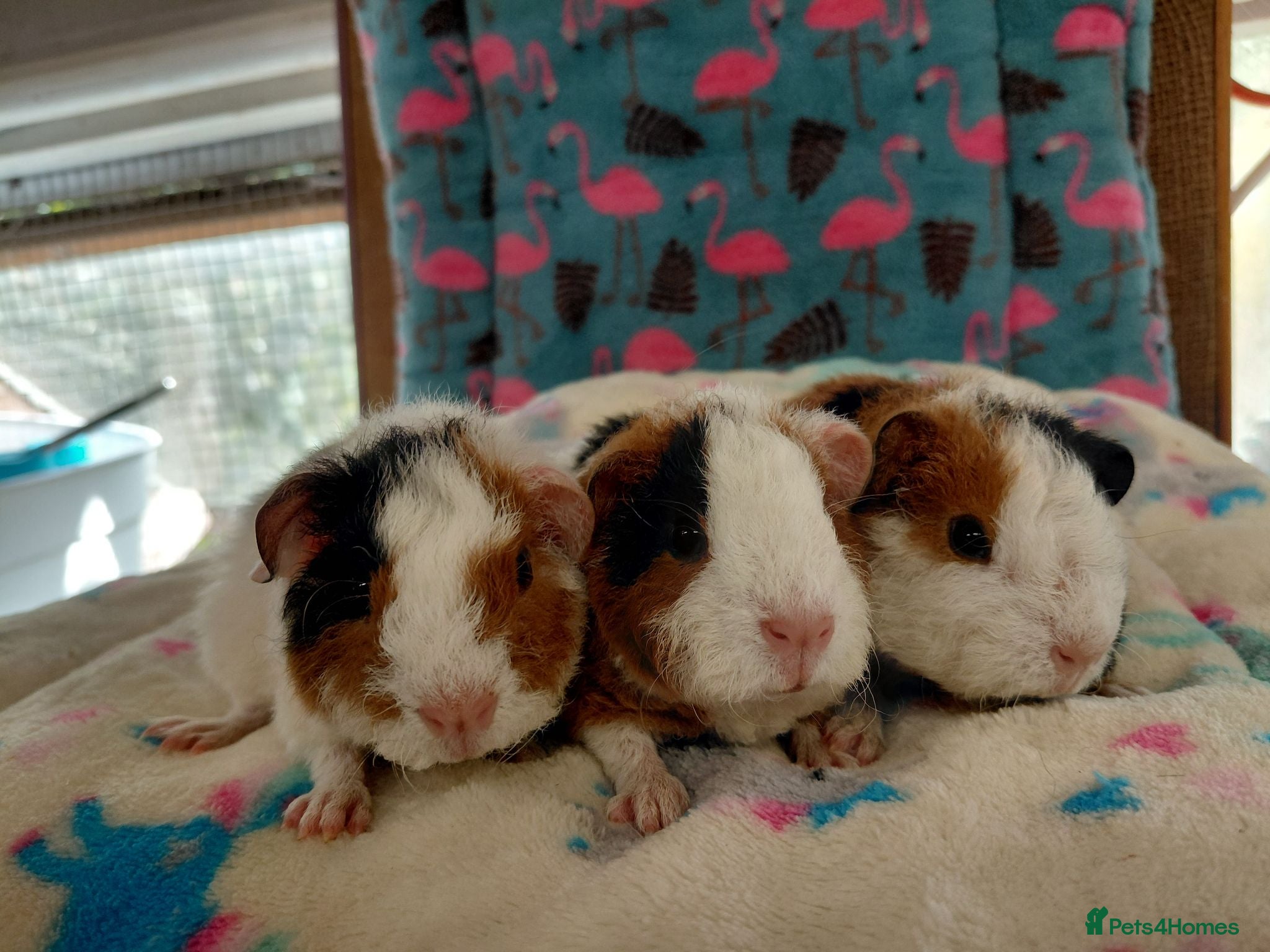 Guinea Pig rodents Baby Longhaired Sheltie Boars/Brothers RTR - Advert 12