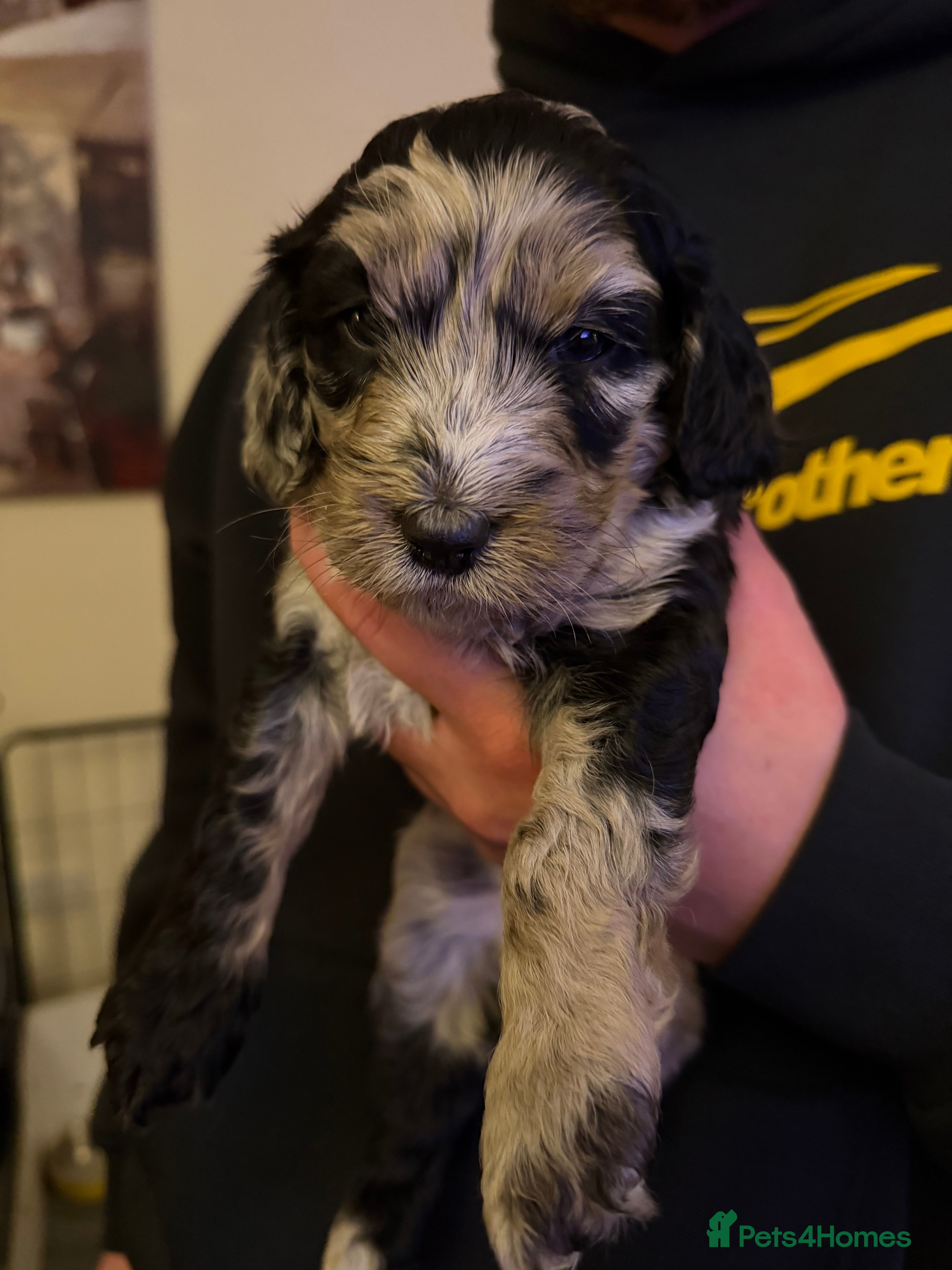 Cockapoo dogs F1 Cockapoo Puppies - Advert 4