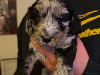 Cockapoo dogs F1 Cockapoo Puppies - Advert 4