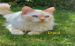 Siamese cats for sale: Ready to Leave Flame Point Siamese Kittens - Image 26