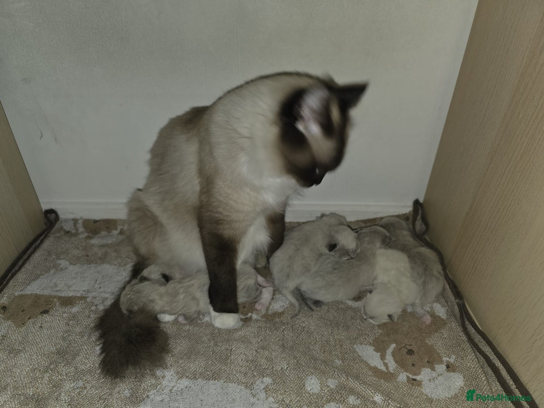 Ragdoll cats for sale: Pure Ragdoll Kittens  - Advert 7