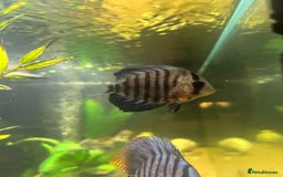 Discus fish for sale: Discus fish for sale - Image 4