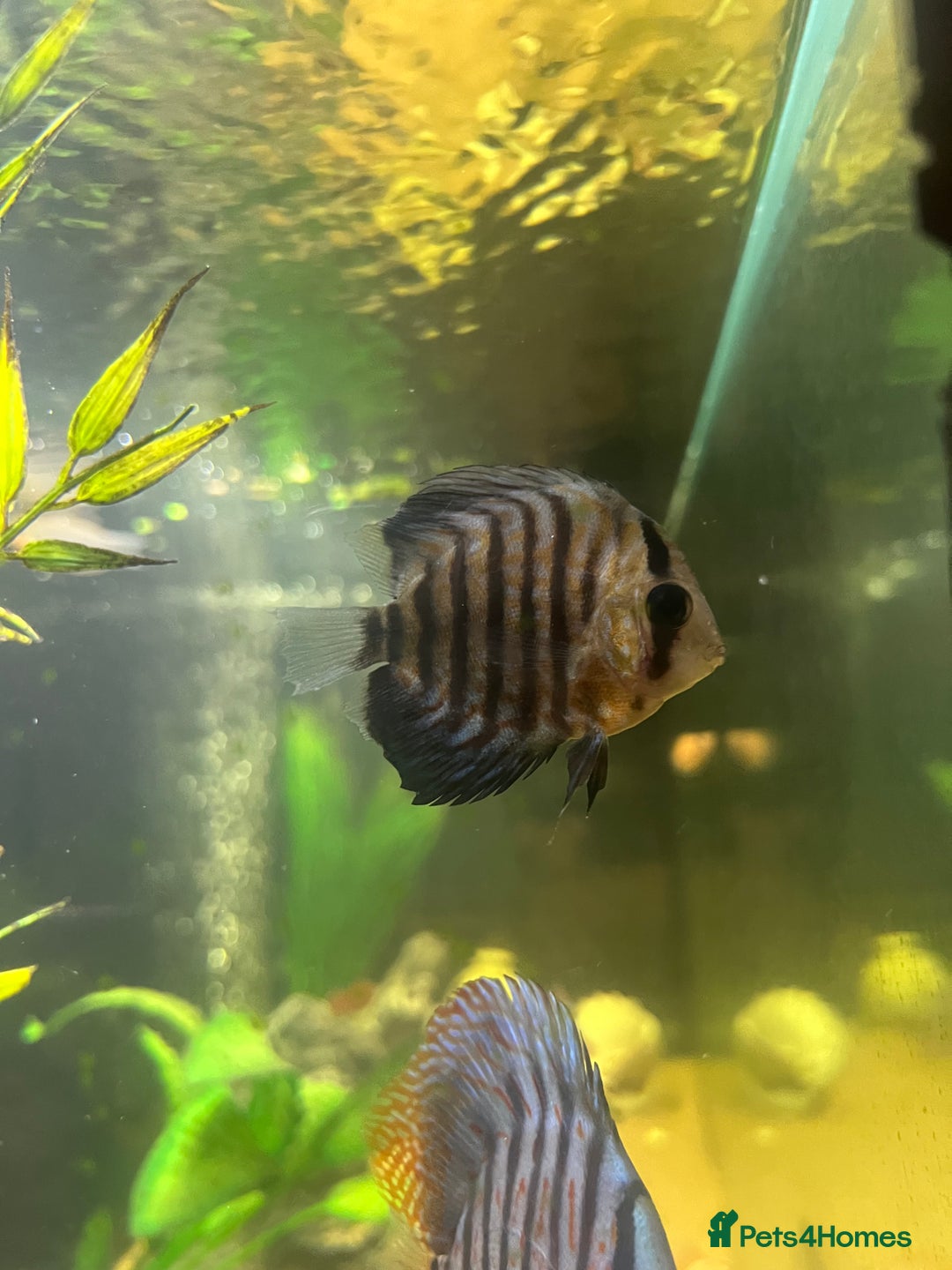 Discus fish for sale: Discus fish for sale - Image 4