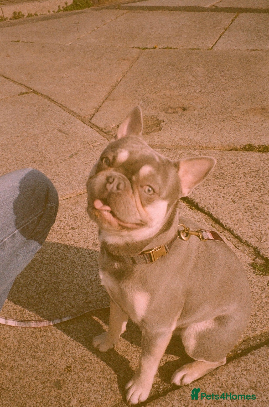 French Bulldog dogs KC registered French bulldog male puppy - Advert 4