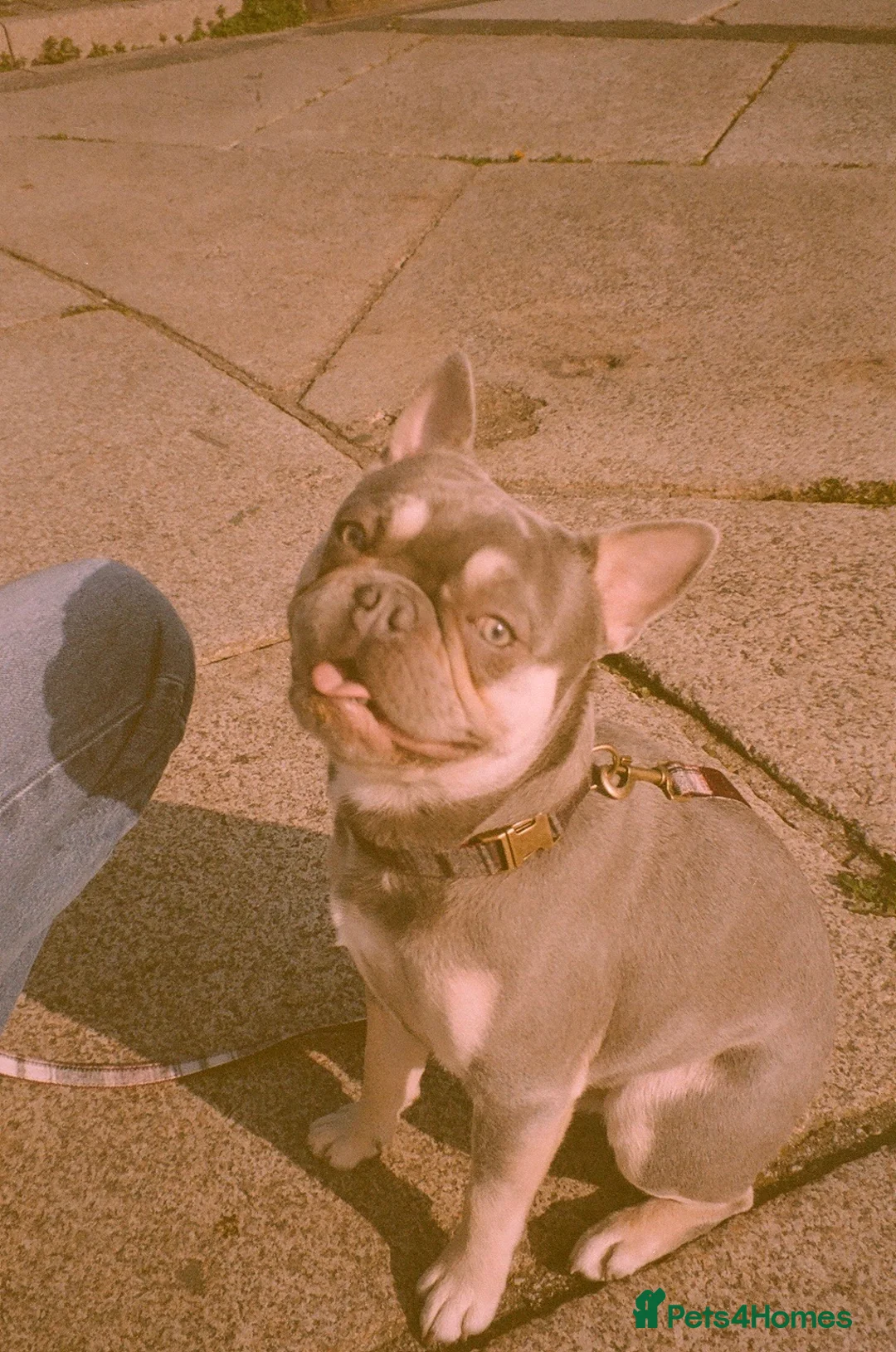 French Bulldog dogs for sale: KC registered French bulldog male puppy in Margate - Advert 1