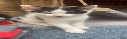 Mixed Breed cats for sale: Kittens for sale in Edgware - Advert 2