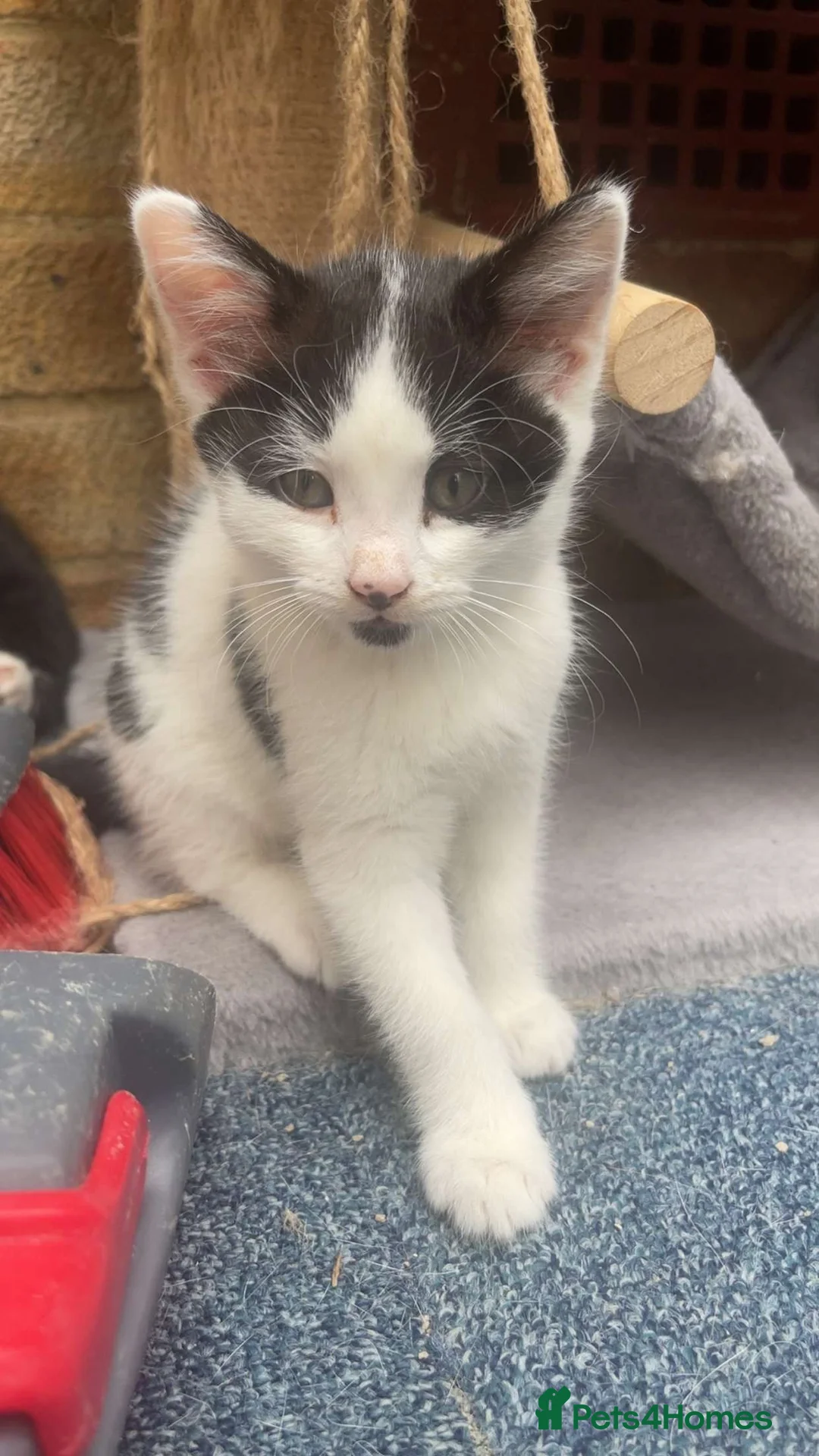Mixed Breed cats for sale: Kittens for sale in Edgware - Advert 2