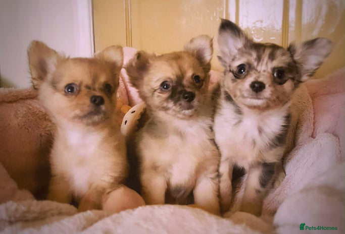 Chihuahua dogs Merle Chihuahua Puppies Longhaired Apple-head - Advert 1