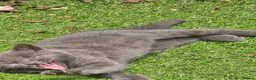 Mixed Breed cats for sale: Little girl - Advert 5