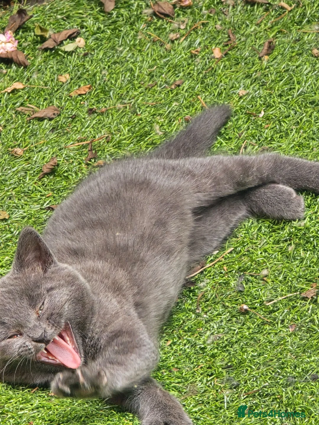 Mixed Breed cats for sale: Little girl - Advert 5