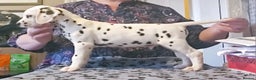 Dalmatian dogs for sale: Champion Lines Dalmatian Puppies - Advert 3
