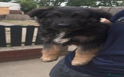 German Shepherd dogs for sale: German shepherd pups ready to go now ! in Gravesend - Image 1