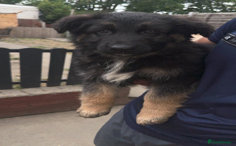 German Shepherd dogs in Gravesend - Advert 12