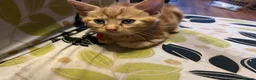Mixed Breed cats for sale: 3 purrfect ginger girls looking 4 their forever  - Advert 3