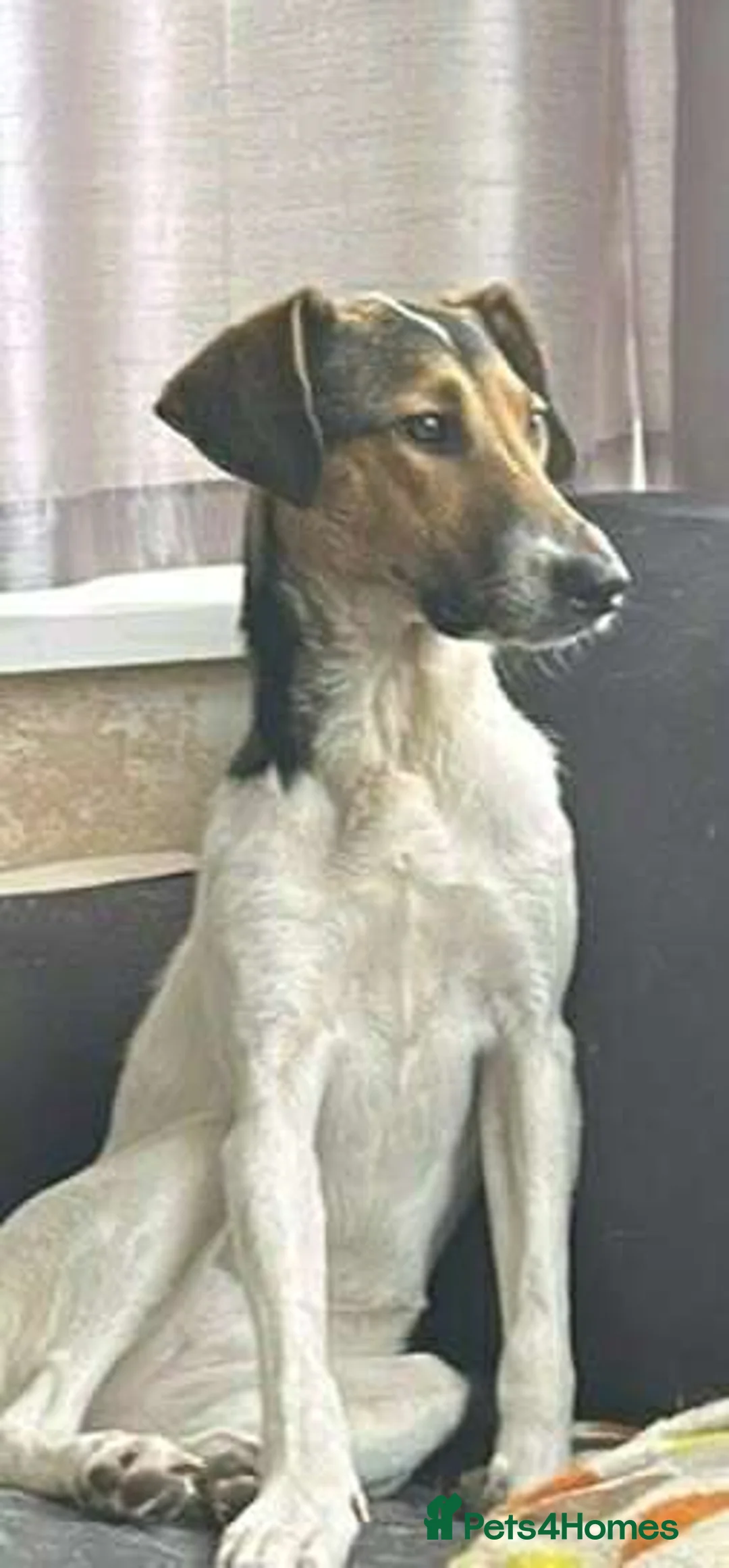 Mixed Breed dogs for adoption: Nora is looking for a loving forever home in Withernsea - Advert 21