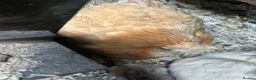 Chickens poultry for sale: USA Silkies- Bantams  in Cambridge - Advert 9