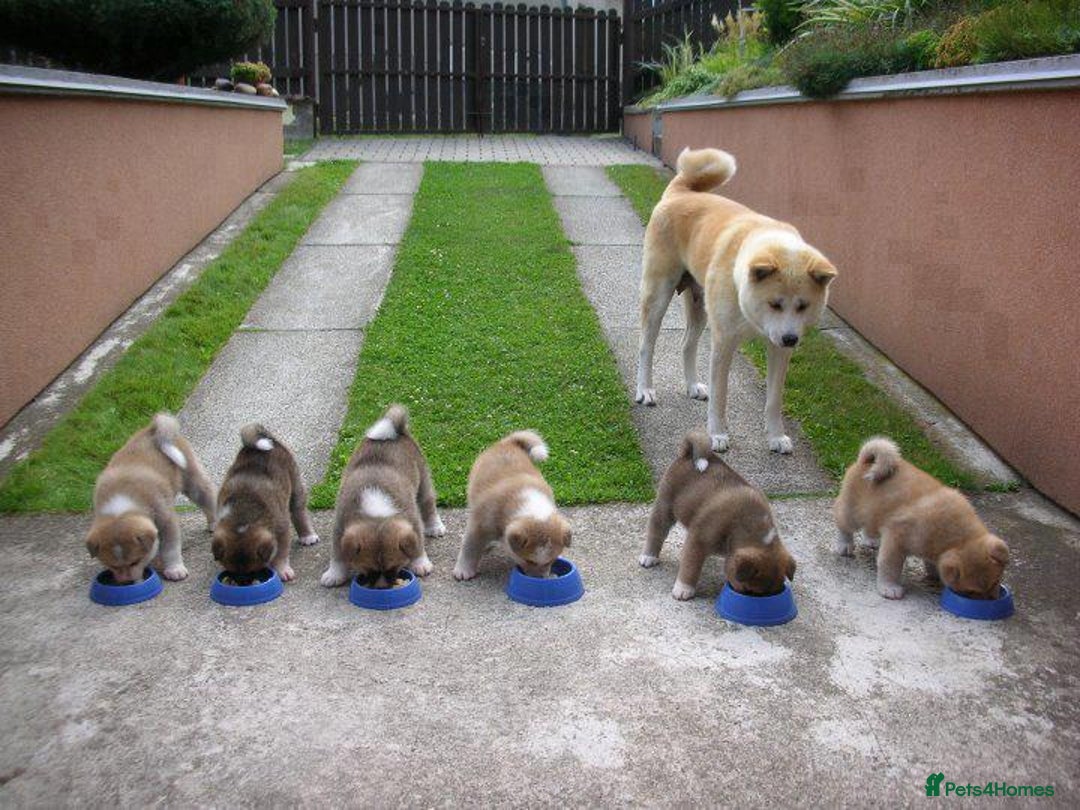Akita dogs for sale: Akita puppies for sale  - Image 7