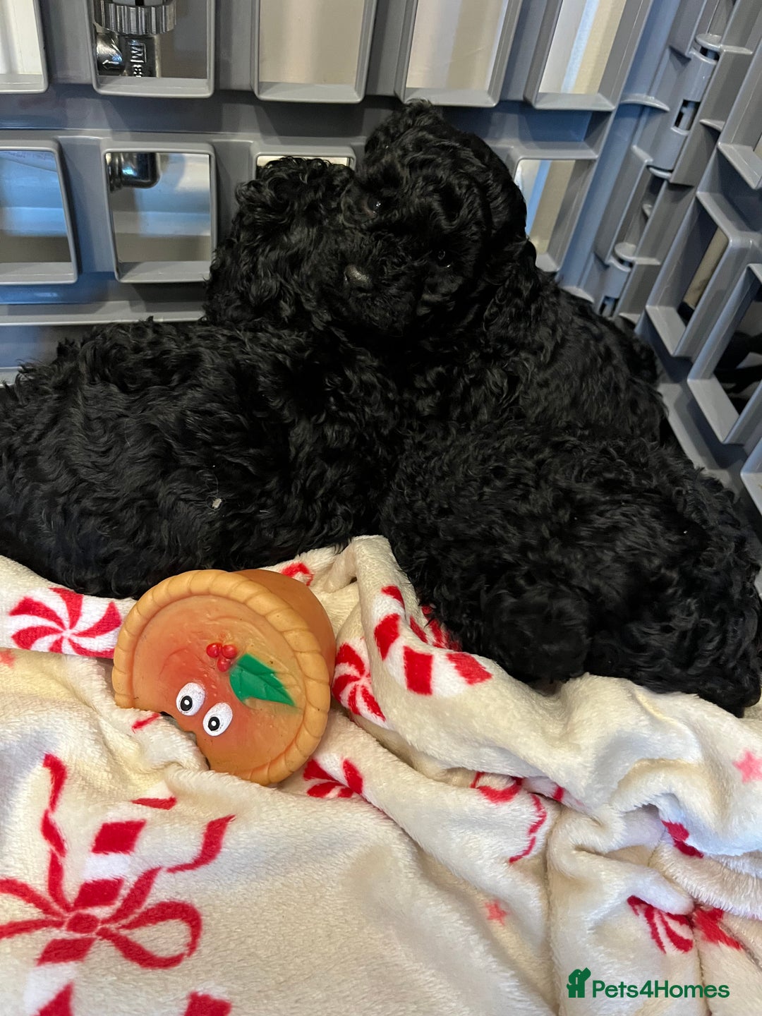 Miniature Poodle dogs for sale: I have 3 black beautiful miniature poodles - Advert 4