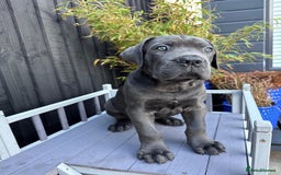 Mixed Breed dogs for sale: Last two mastiff pups available  - Advert 16