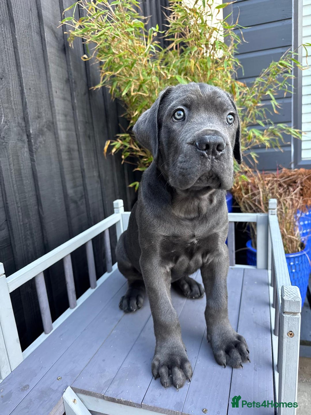 Mixed Breed dogs for sale: Last two mastiff pups available  - Advert 16