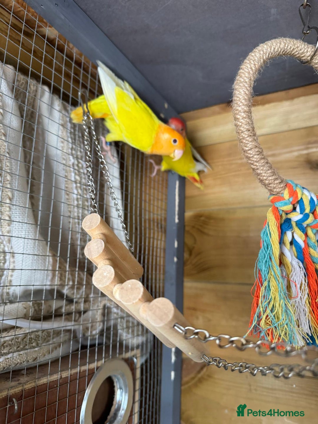 Lovebirds birds for sale: Pair lovebirds  - Advert 2