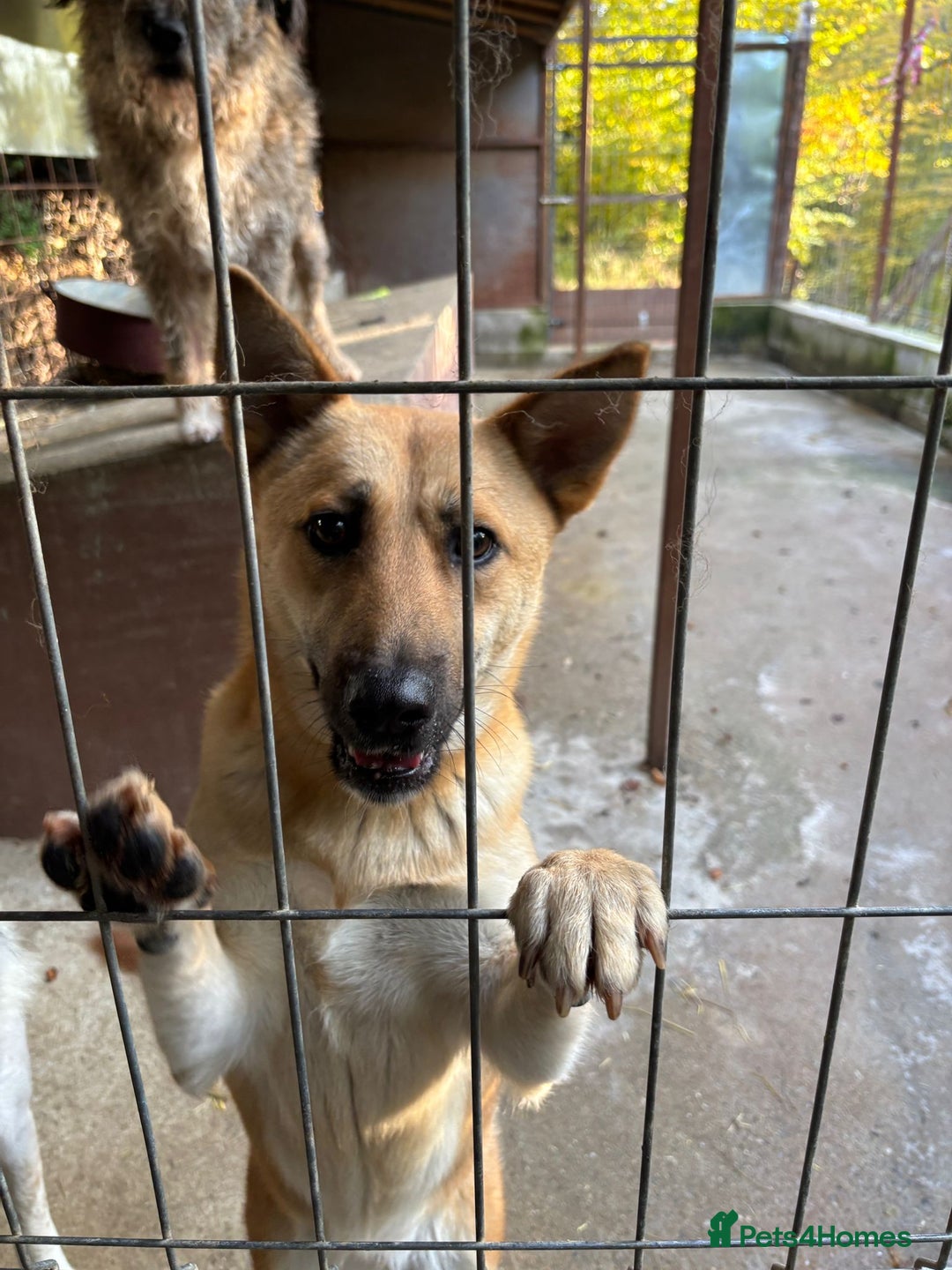 Mixed Breed dogs for adoption: Eva is ready for a second chance  - Advert 7