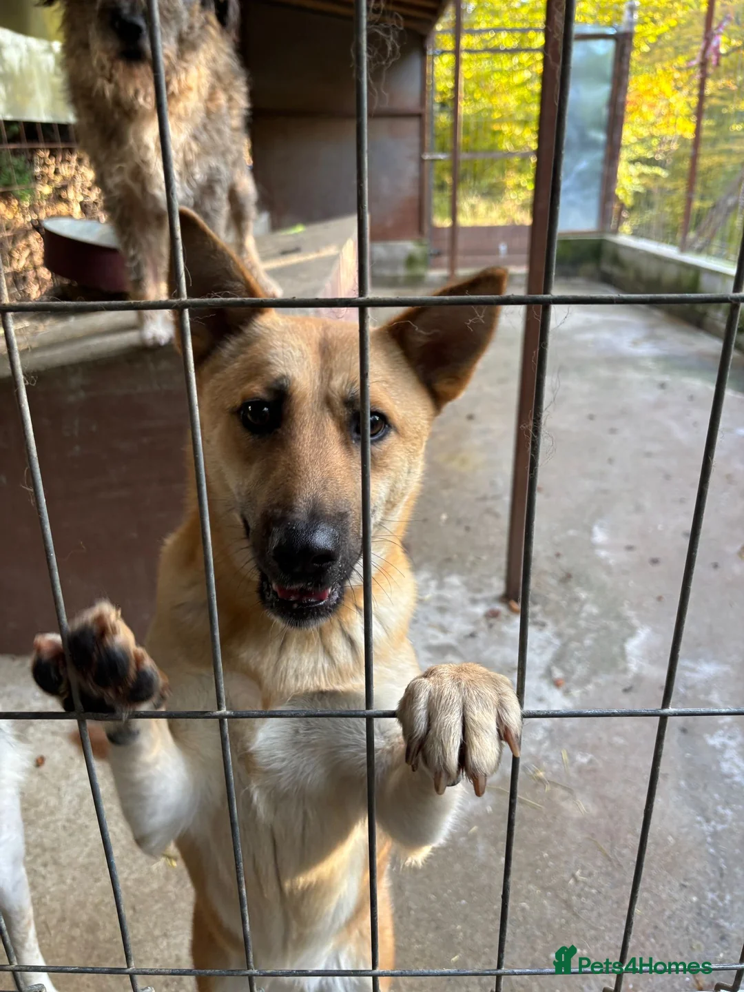 Mixed Breed dogs for adoption: Eva is ready for a second chance  - Advert 7