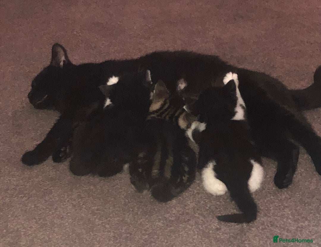 Mixed Breed cats for sale: Loving Kittens Looking For Forever Home - Image 11