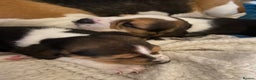 Beagle dogs for sale: 5 Beautiful tri beagle pups  - Advert 4