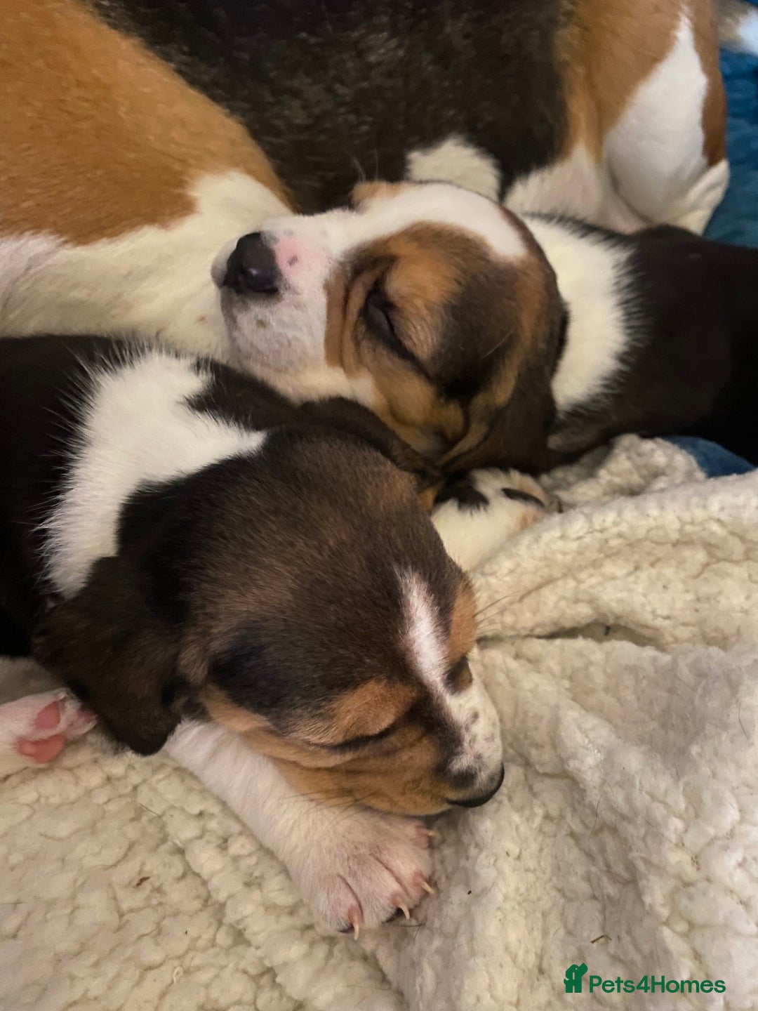 Beagle dogs for sale: 5 Beautiful tri beagle pups  - Advert 4