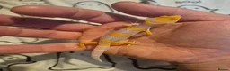 Leopard Gecko reptiles for sale: Male leopard gecko  - Advert 2