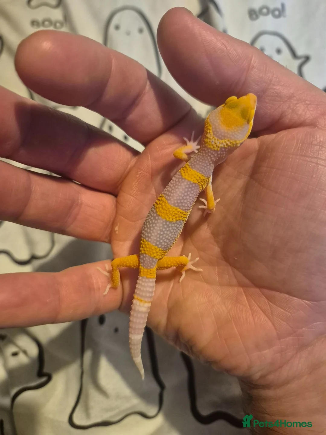 Leopard Gecko reptiles for sale: Male leopard gecko  - Advert 2